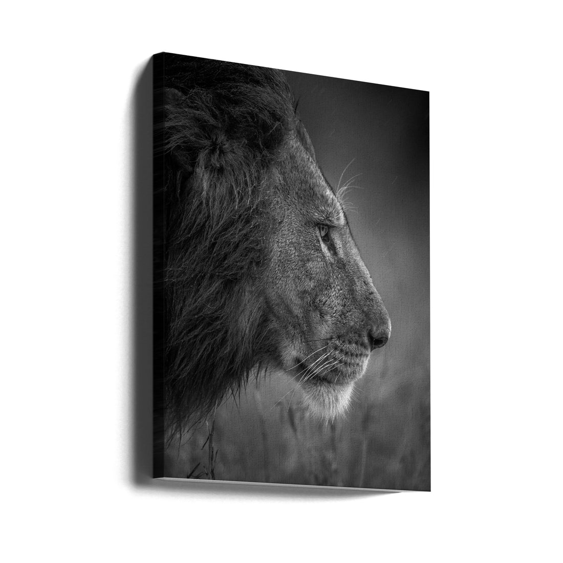 Thinking Under The Rain by Faisal Alnomas | African Lion Wildlife, Large Canvas Wall Art Print | Artsy Earth