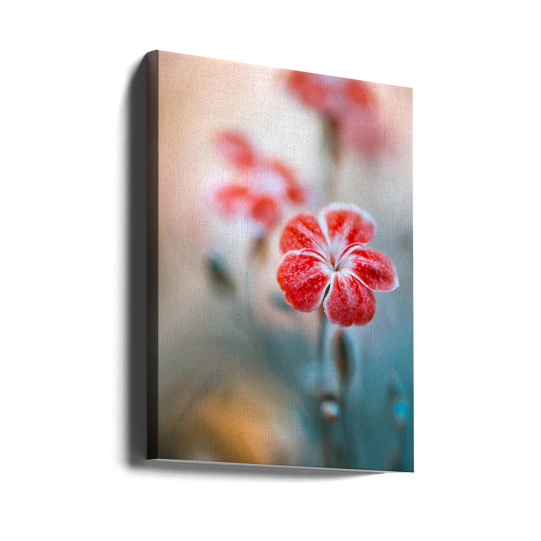 Dianthus Flower by Mandy Disher | Red Garden Flora, Large Canvas Wall Art Print | Artsy Earth