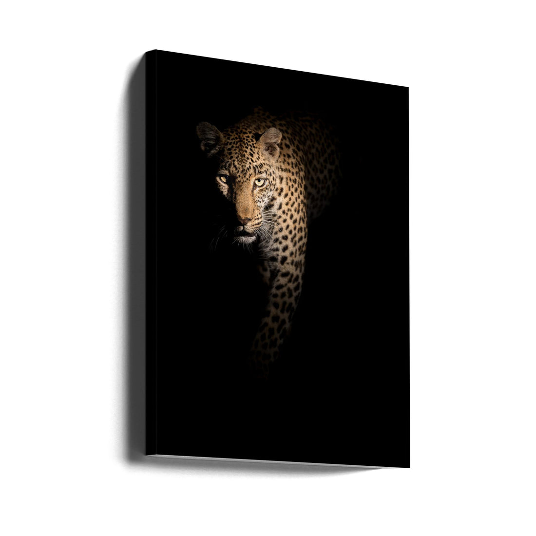 Out of the darkness by Richard Guijt | African Leopard Wildlife, Large Canvas Wall Art Print | Artsy Earth