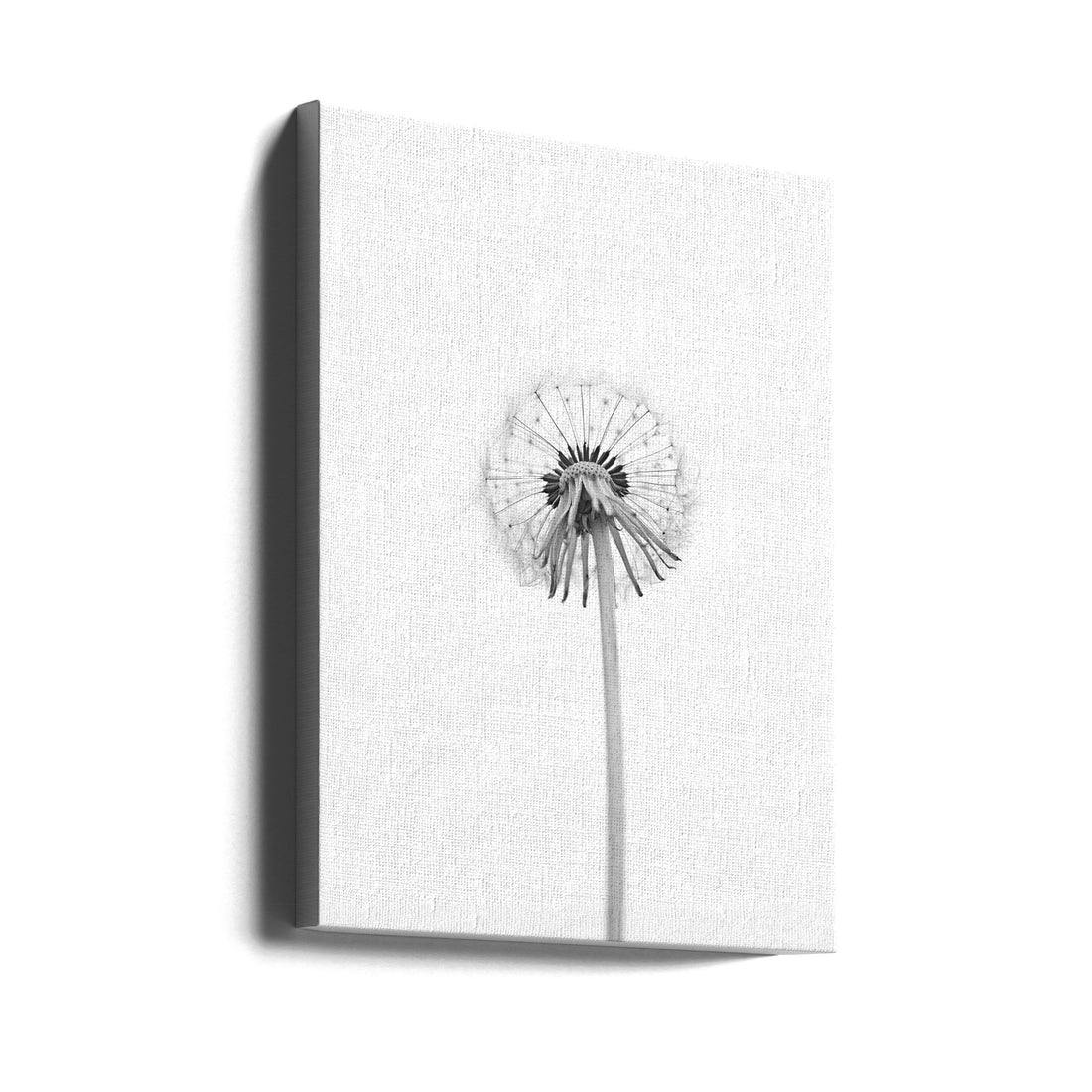 Dandelion Seeds by Lotte Grønkjær | Minimalist Botanical Macro, Large Canvas Wall Art Print | Artsy Earth