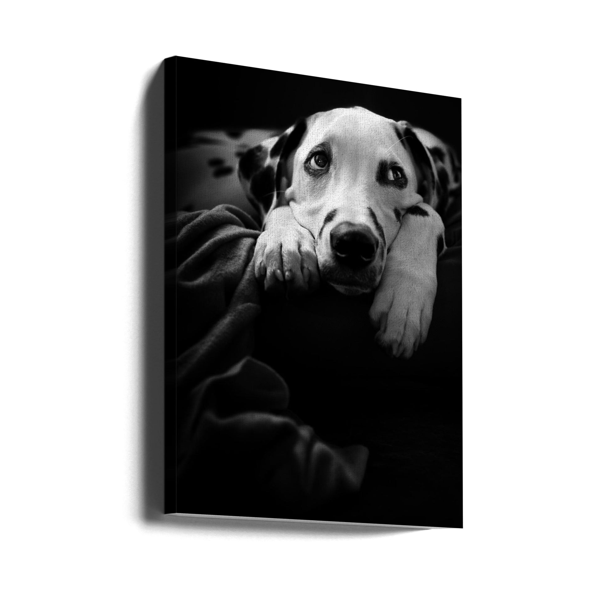 Dalmatian Dog Portrait by Ute Scherhag | Black White Animal, Large Canvas Wall Art Print | Artsy Earth