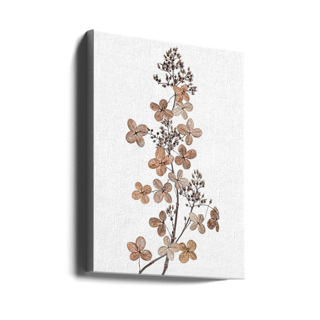 Hydrangea Paniculata by Mandy Disher | Botanical Fall Flora, Large Canvas Wall Art Print | Artsy Earth