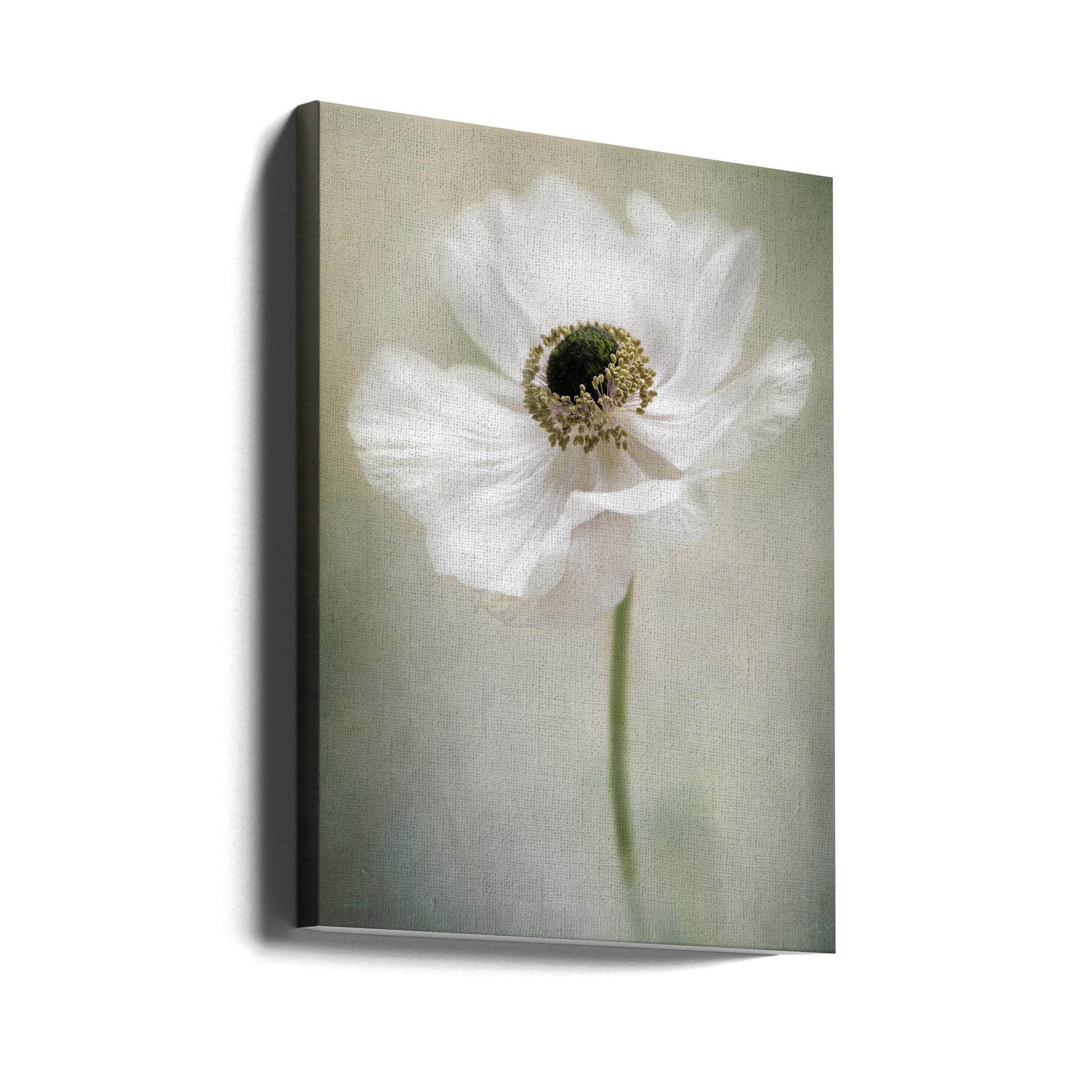 White Anemone by Jacky Parker | Spring Floral Bloom, Large Canvas Wall Art Print | Artsy Earth