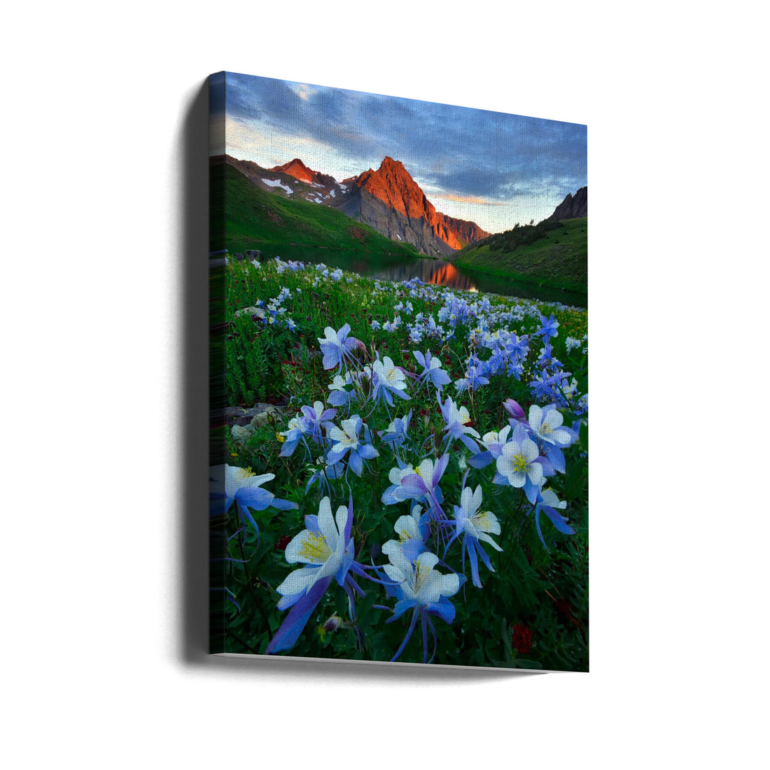 Blue Columbine Paradise by Mei Xu | Colorado Mountain Wildflowers, Large Canvas Wall Art Print | Artsy Earth