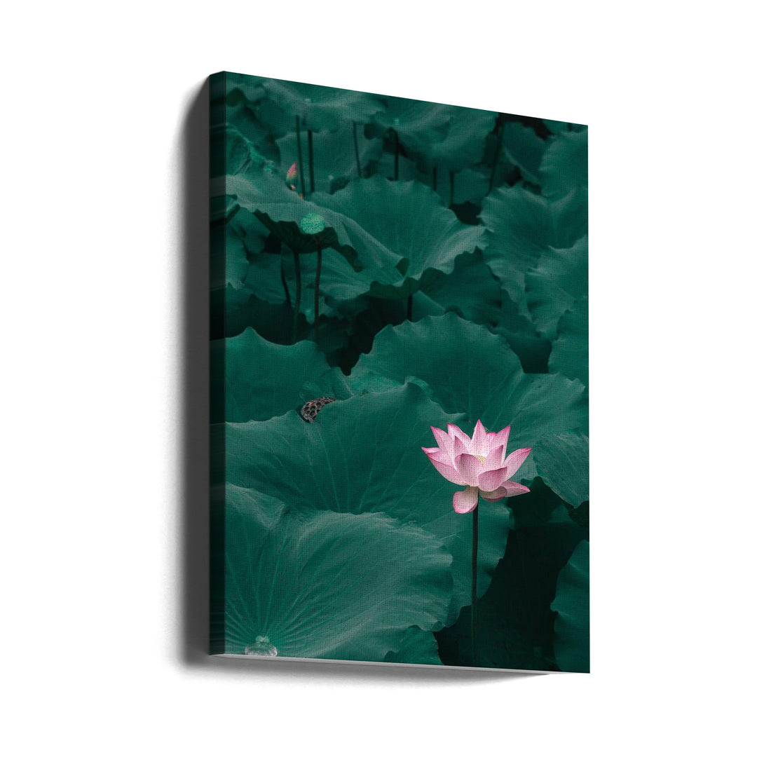 Lotus Flower Zen by Shutterlore | Pink Lotus Mindfulness, Large Canvas Wall Art Print | Artsy Earth