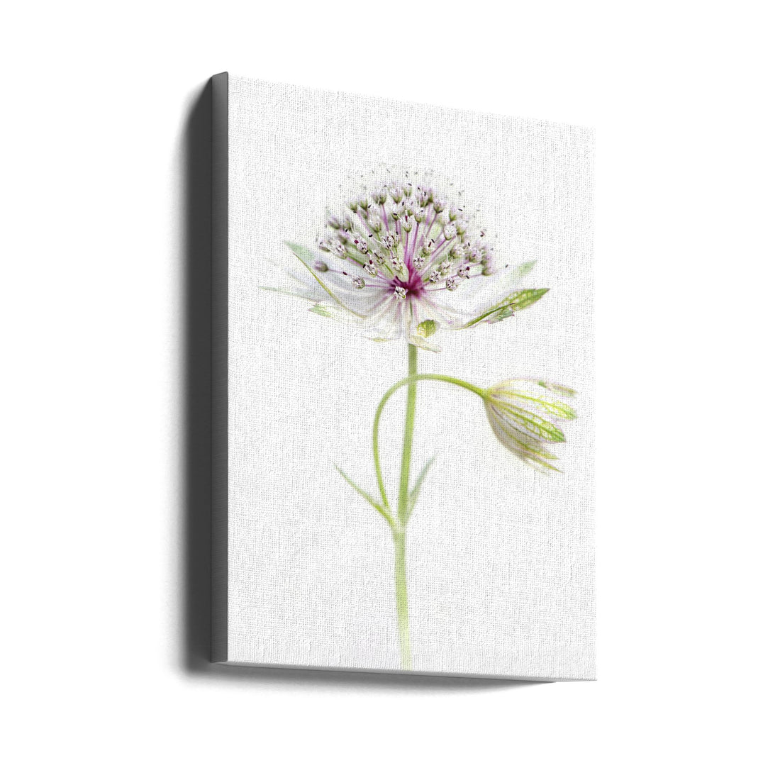 Simply Astrantia by Jacky Parker | White Floral Minimalism, Large Canvas Wall Art Print | Artsy Earth