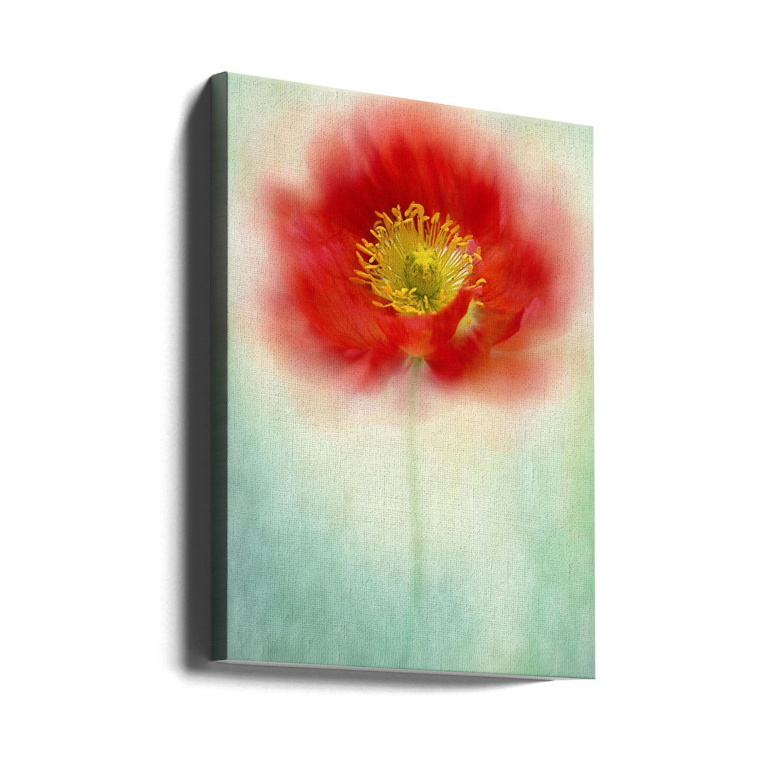 Red Poppy Bloom by Jacky Parker | Floral Botanical Impression, Large Canvas Wall Art Print | Artsy Earth