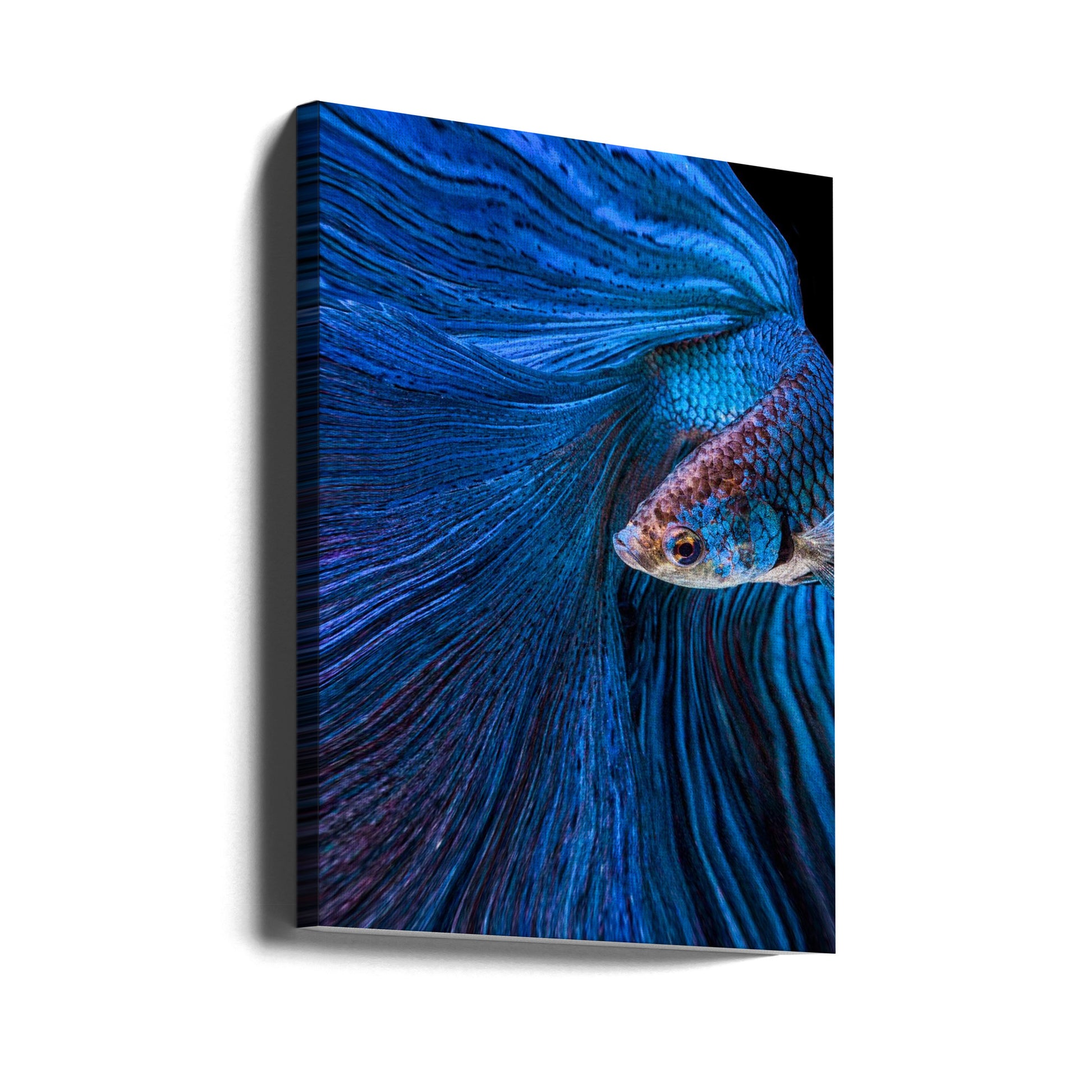 Blue Betta Fish by Andi Halil | Underwater Macro Photography, Large Canvas Wall Art Print | Artsy Earth