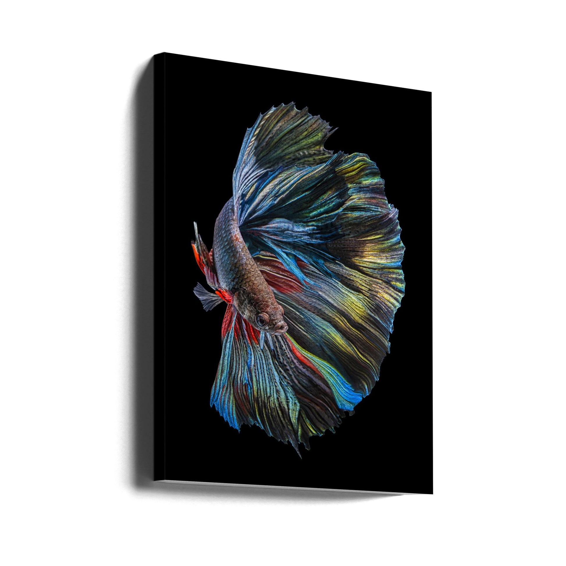 The Betta Fish by Andi Halil | Colorful Underwater Fish, Large Canvas Wall Art Print | Artsy Earth