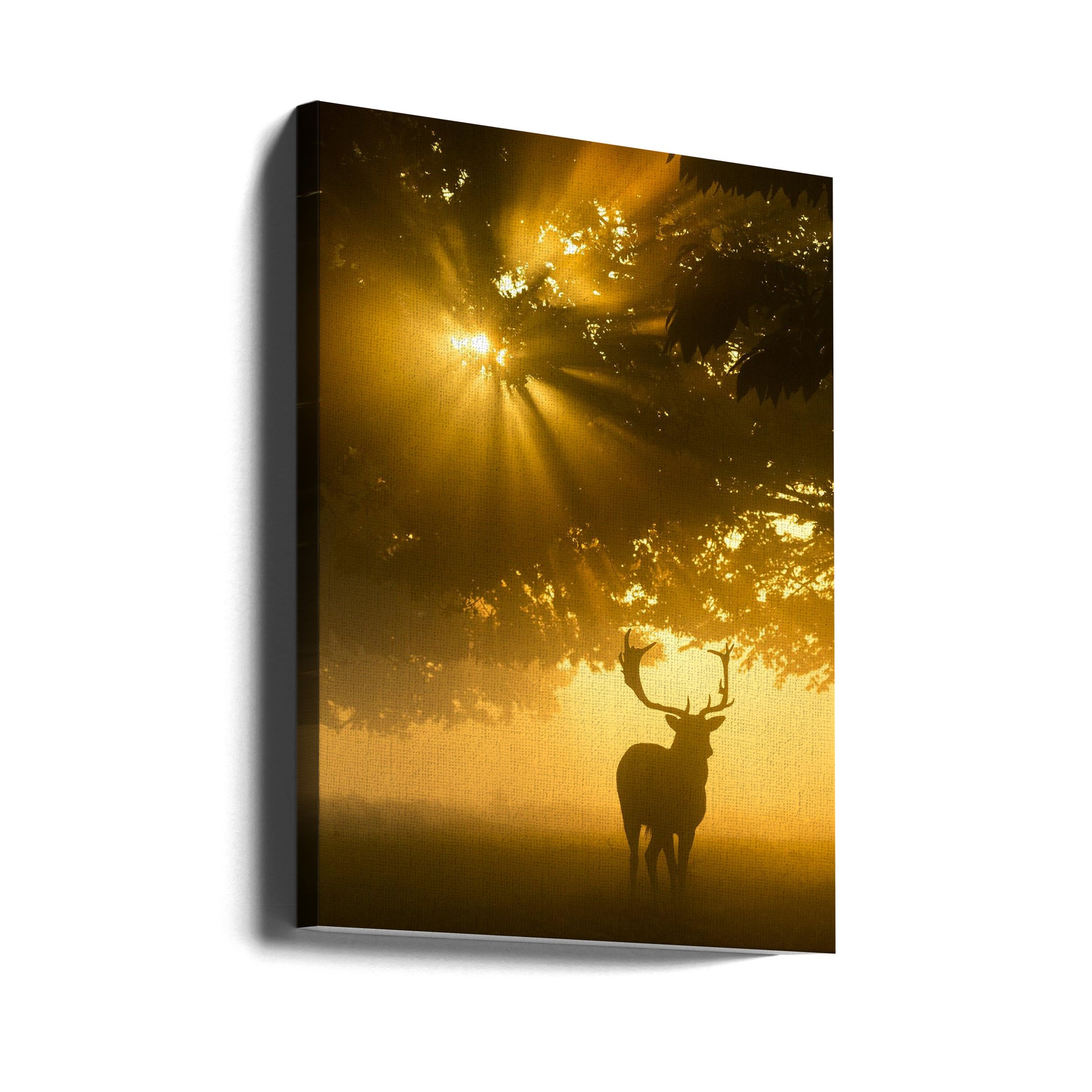 Misty Tree Sunshine by Kutub Uddin | Nature Sunlight Haze, Large Canvas Wall Art Print | Artsy Earth