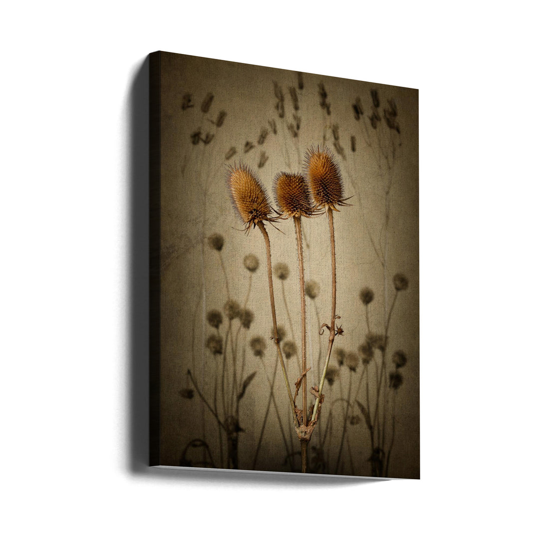 Dried Teasel Plant by Rob Olivier | Botanical Prickly Flora, Large Canvas Wall Art Print | Artsy Earth