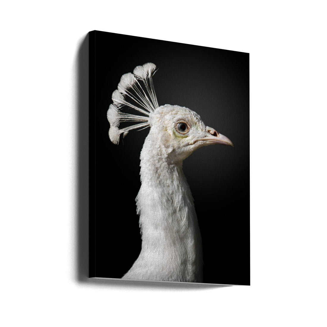 White Peacock by Fegari | Majestic Peafowl Bird, Large Canvas Wall Art Print | Artsy Earth