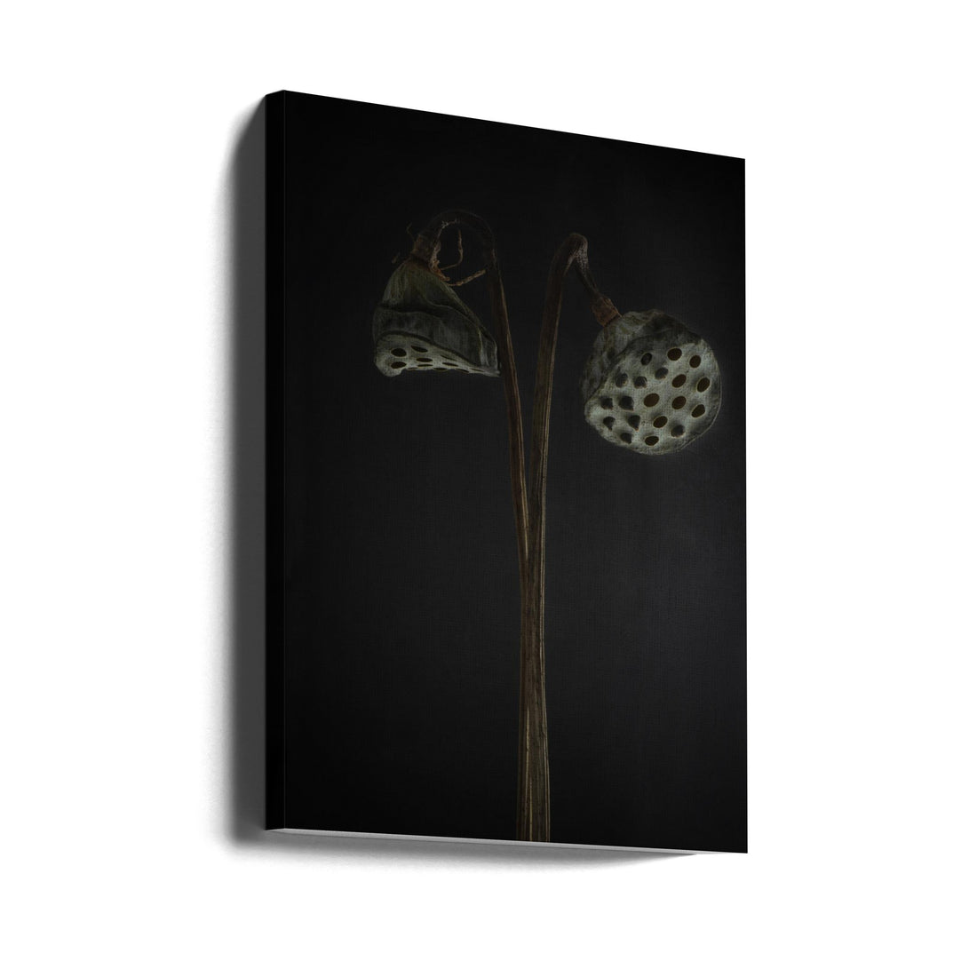 Dried Lotus Heads by Lotte Grønkjær | Botanical Still Life, Large Canvas Wall Art Print | Artsy Earth