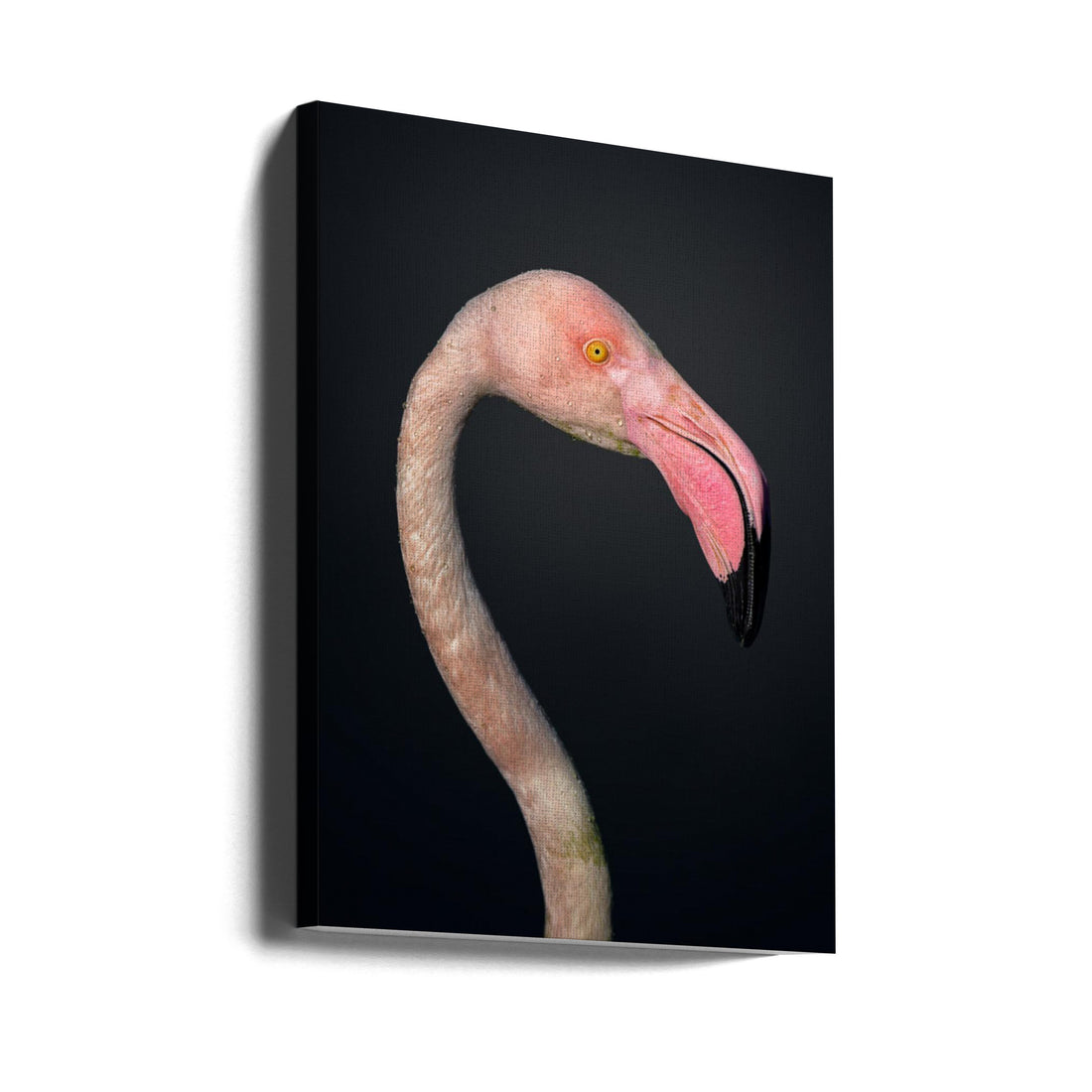 Pink Flamingo Art by Fegari | Greater Flamingo Bird, Large Canvas Wall Art Print | Artsy Earth