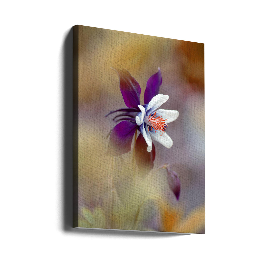 Columbine Flower by Jacky Parker | Fresh Spring Bloom, Large Canvas Wall Art Print | Artsy Earth