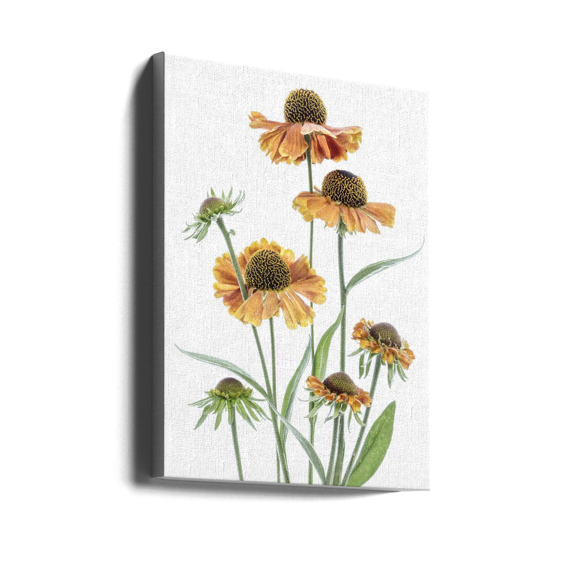 Orange Helenium by Mandy Disher | Summer Garden Flower, Large Canvas Wall Art Print | Artsy Earth