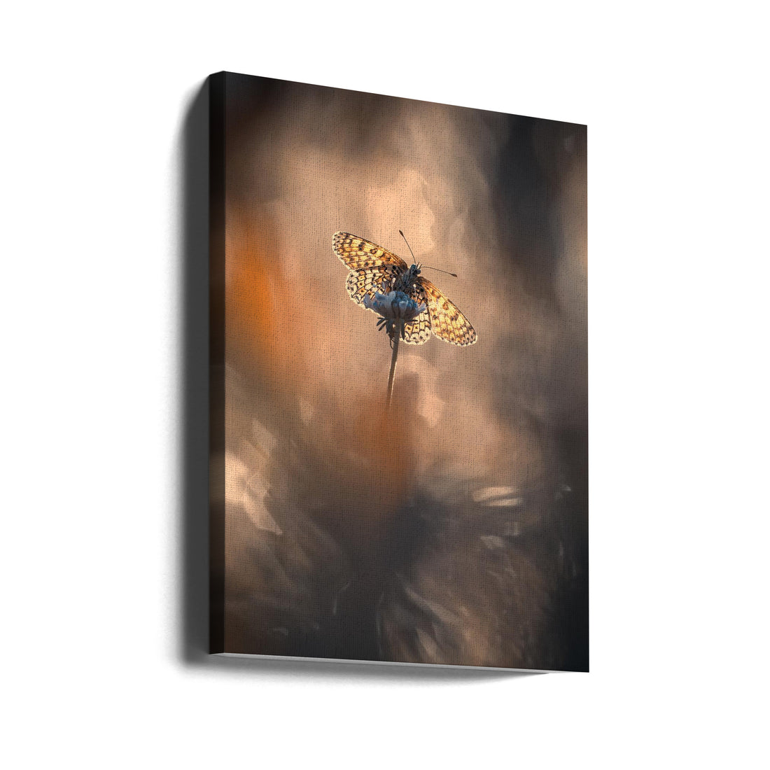 Naturally Framed by Fabien Bravin | Macro Butterfly Close-up, Large Canvas Wall Art Print | Artsy Earth