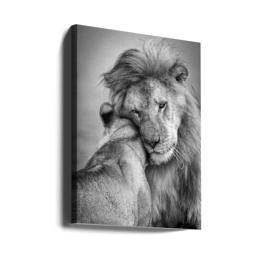 African Love by Ali Khataw | Lion Couple Romance, Large Canvas Wall Art Print | Artsy Earth