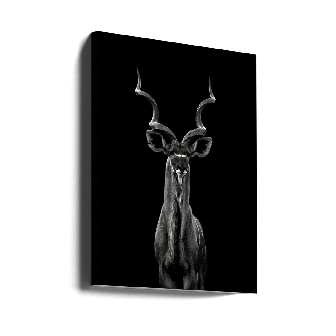 Greater Kudu by Hannes Bertsch | Monochrome African Wildlife, Large Canvas Wall Art Print | Artsy Earth