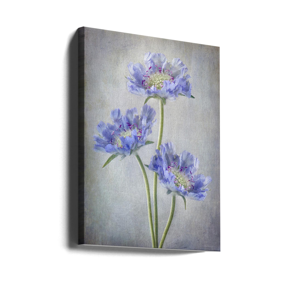 Blue Scabiosa Flower by Mandy Disher | Botanical Floral Farmhouse, Large Canvas Wall Art Print | Artsy Earth