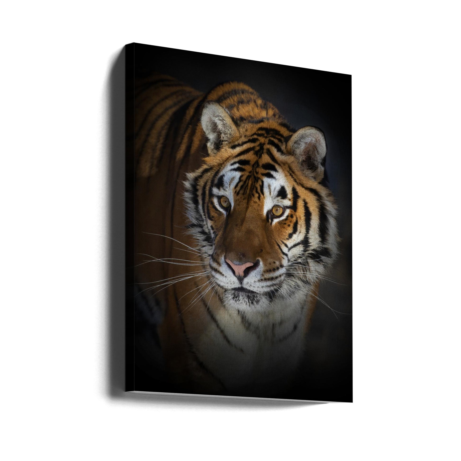 Portrait of a Siberian Tiger by Jim Cumming | Dark Tiger Portrait, Large Canvas Wall Art Print | Artsy Earth