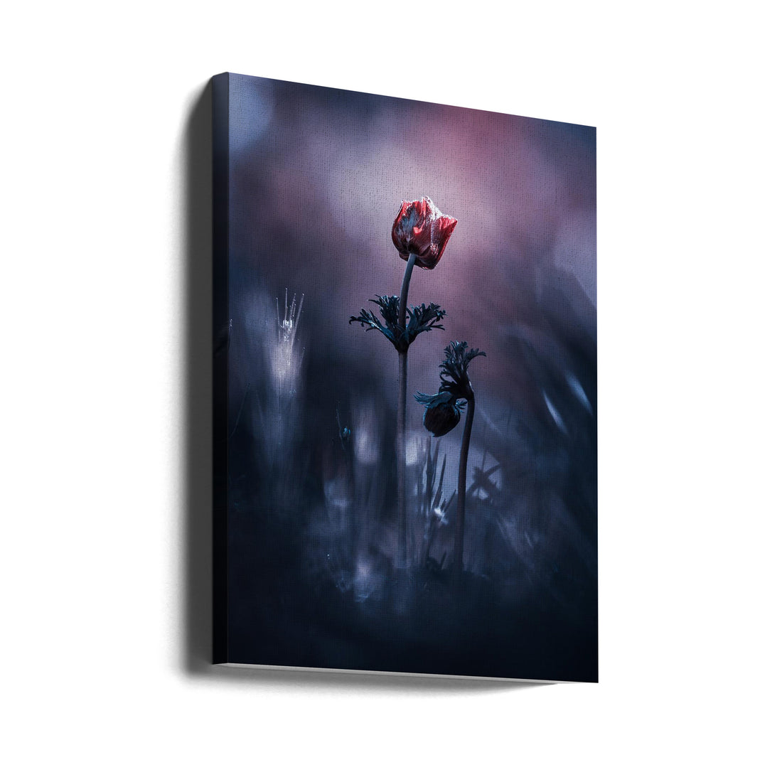 Early Girl Flower by Fabien Bravin | Floral Botanical Macro, Large Canvas Wall Art Print | Artsy Earth