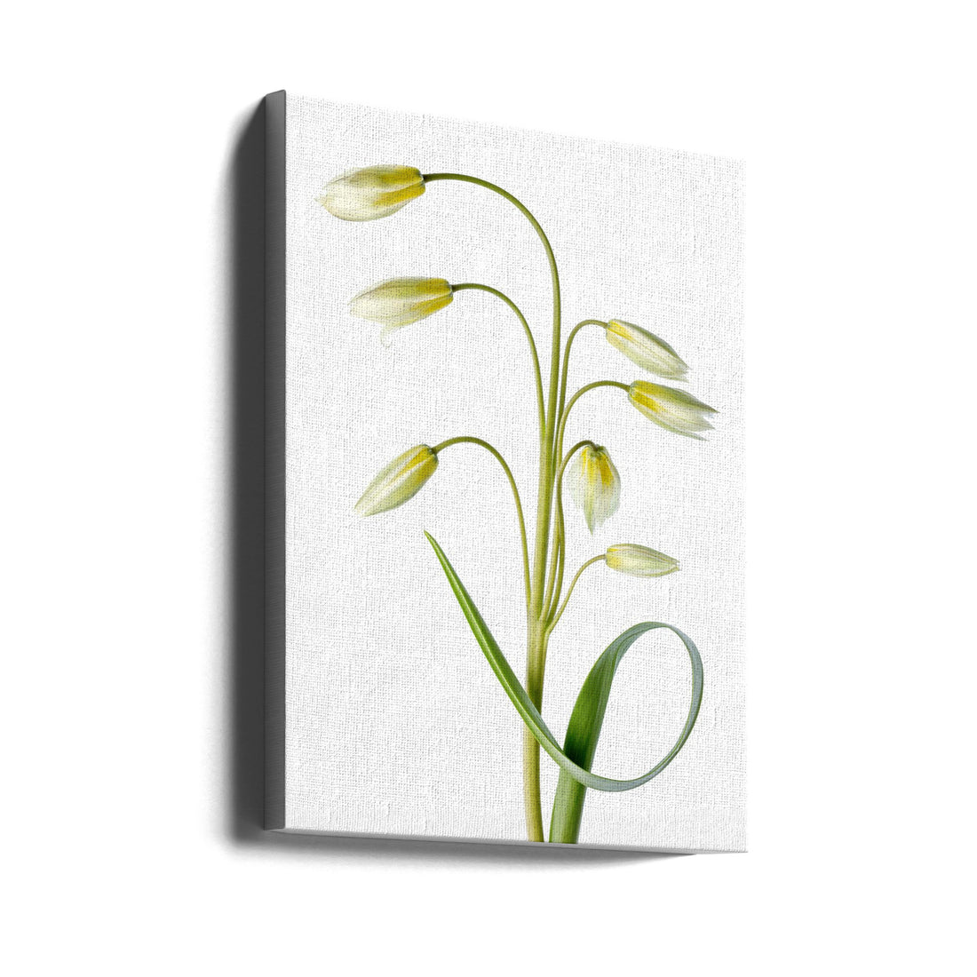 Tulipa Tarda by Mandy Disher | Botanical Spring Flora, Large Canvas Wall Art Print | Artsy Earth