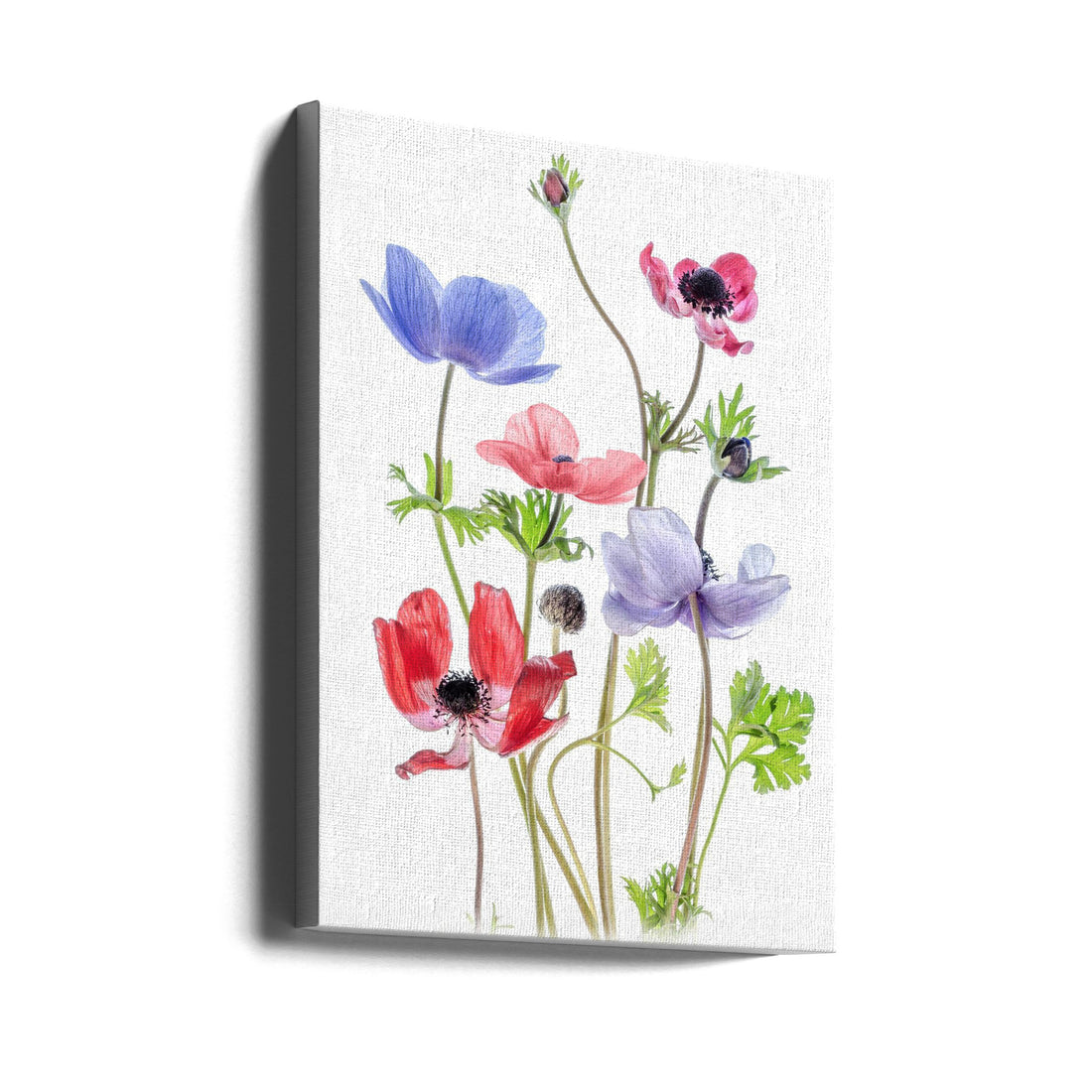 Anemone De Caen by Mandy Disher | High-key Botanical Flora, Large Canvas Wall Art Print | Artsy Earth