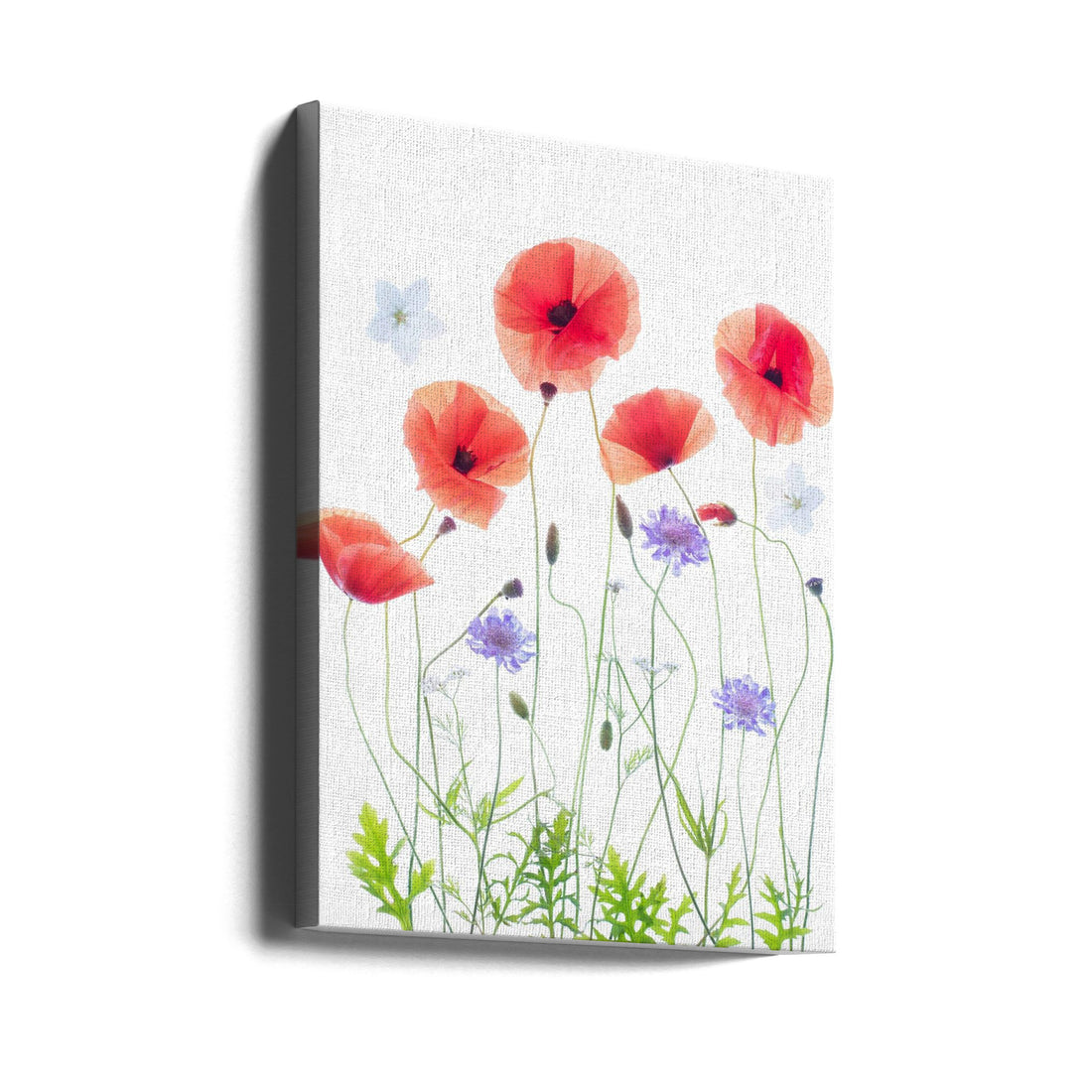 Poppy Garden by Sharon Williams | Botanical Floral Art, Large Canvas Wall Art Print | Artsy Earth