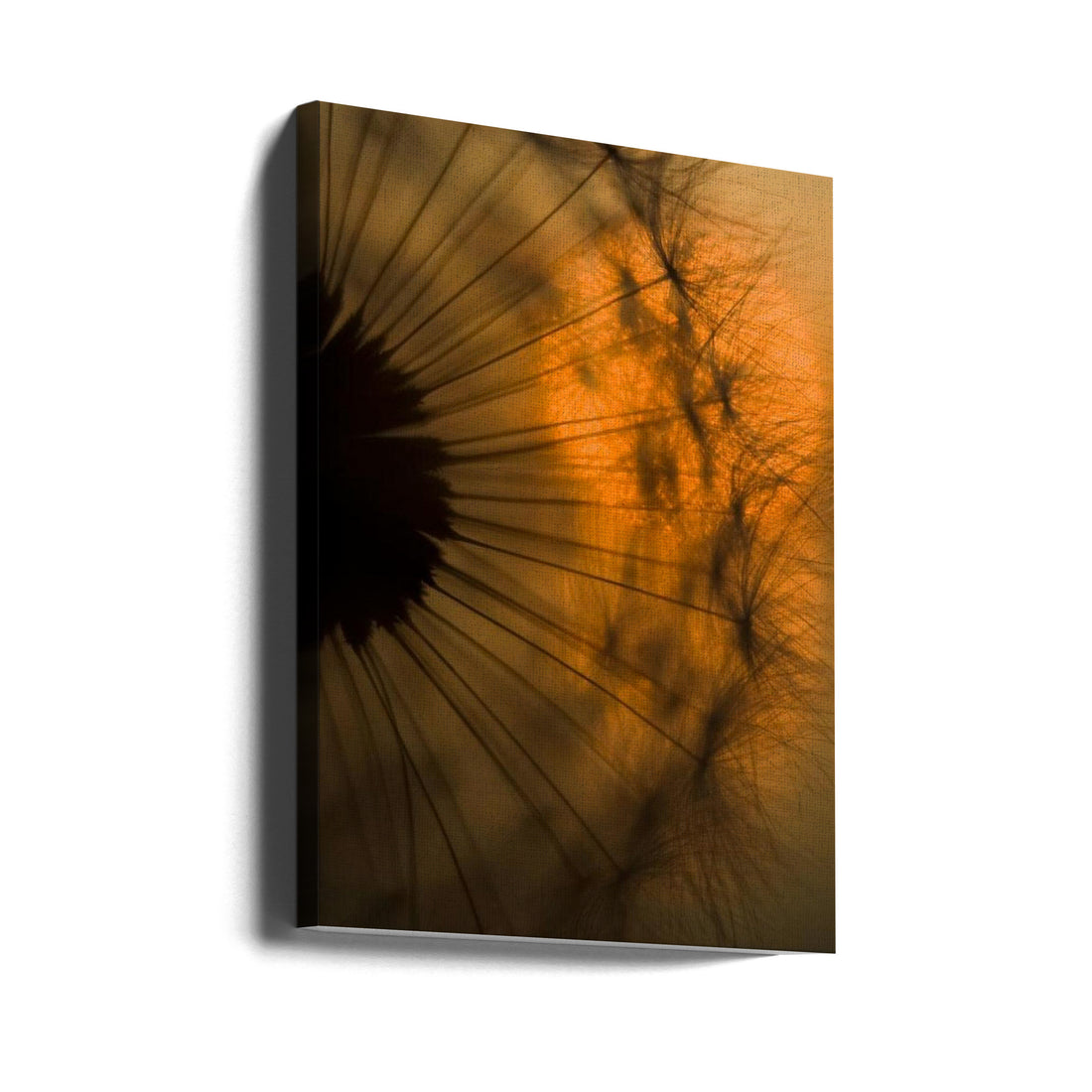 Golden Sunset Dandelion by Ricky Siegers | Macro Botanical Flora, Large Canvas Wall Art Print | Artsy Earth