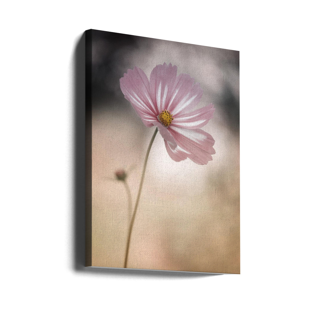 Pink Cosmos Flowers by Lotte Grønkjær | Pastel Floral Botanical, Large Canvas Wall Art Print | Artsy Earth