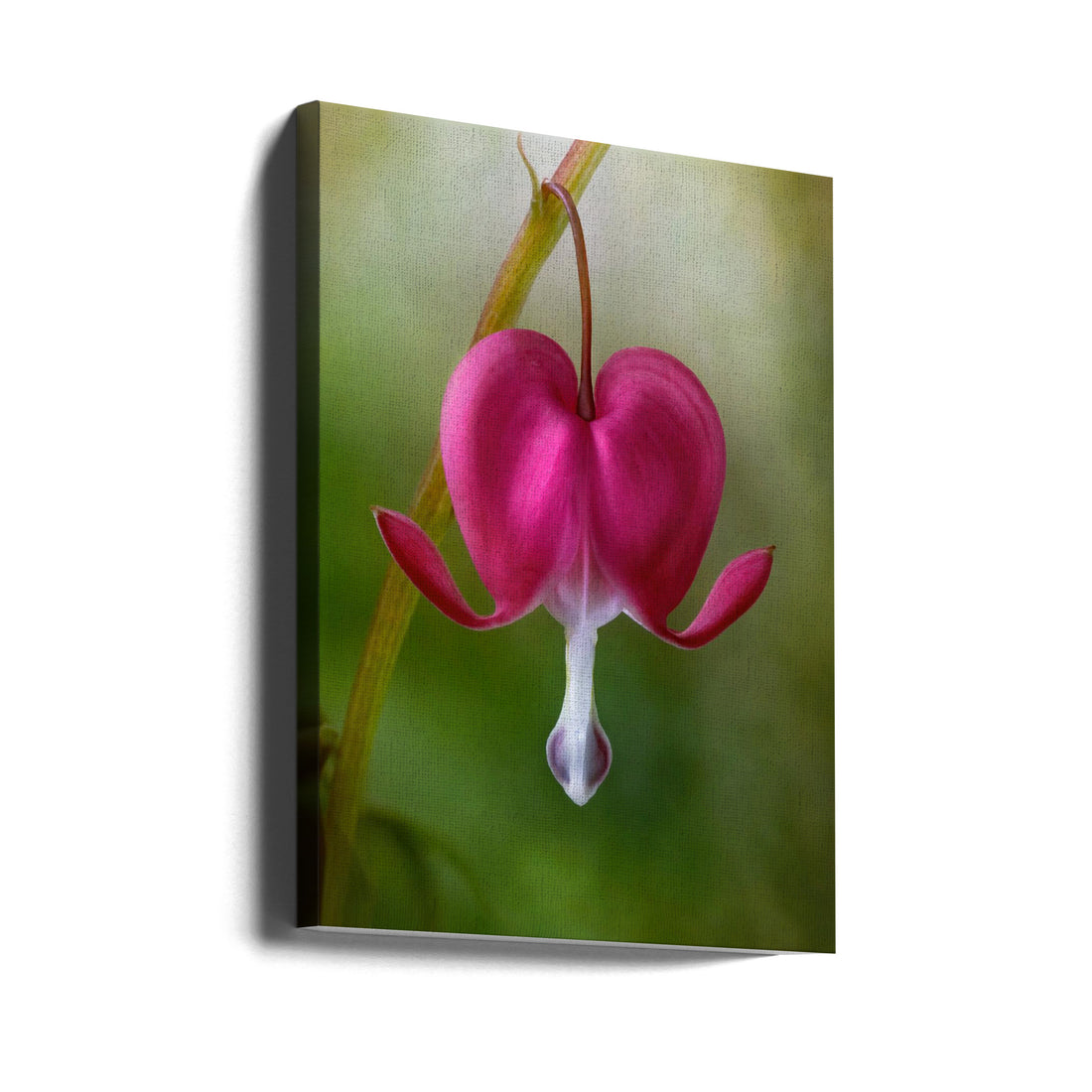 Bleeding Heart by Mandy Disher | Spring Floral Beauty, Large Canvas Wall Art Print | Artsy Earth