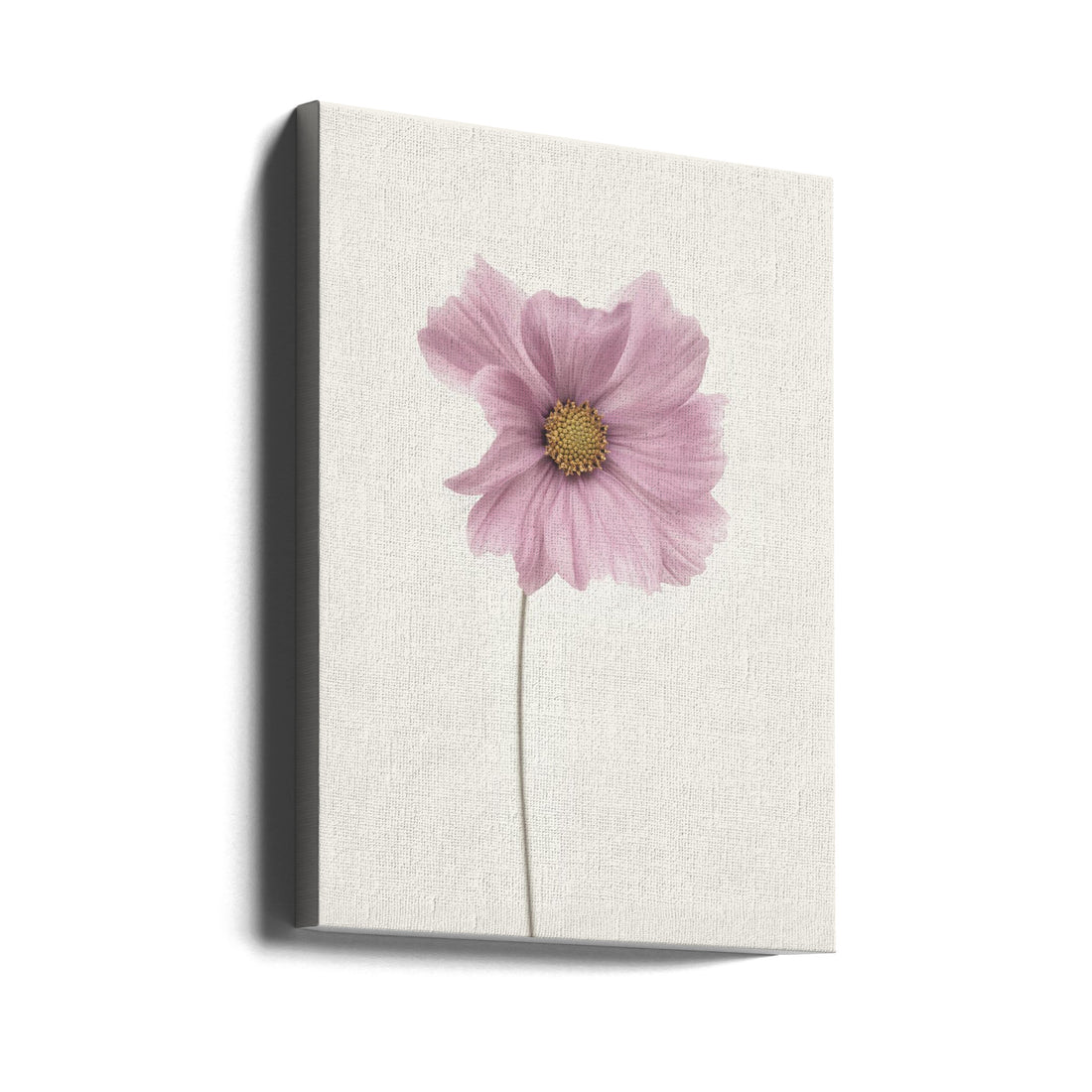 Cosmos flower by Lotte Grønkjær | Botanical Pink Flora, Large Canvas Wall Art Print | Artsy Earth