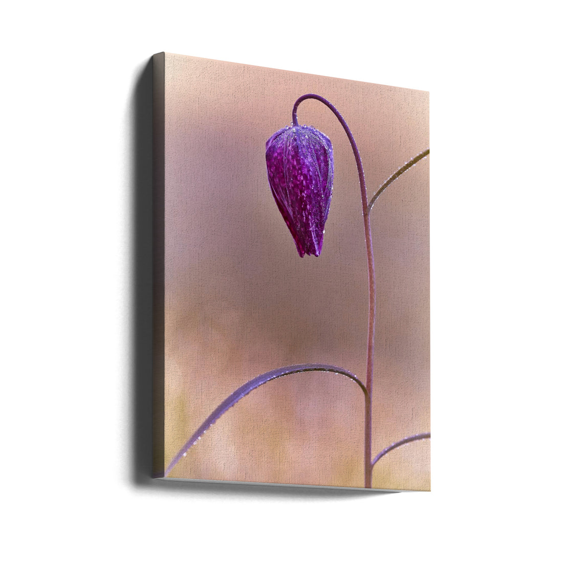 Snakes Head Fritillary by Stuart Williams | Purple Delicate Flower, Large Canvas Wall Art Print | Artsy Earth