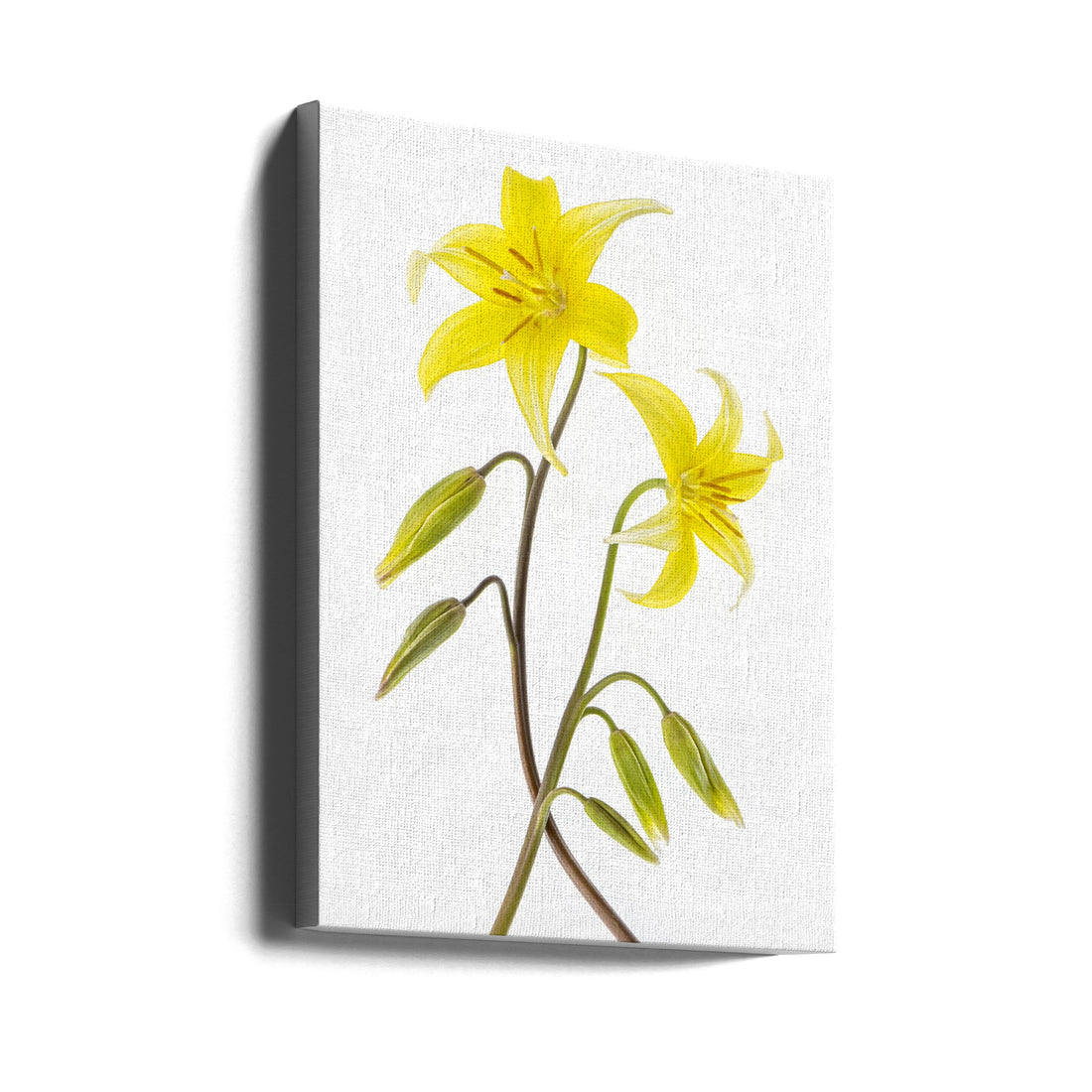 Dogtooth Violet by Jacky Parker | Floral Botanical Portrait, Large Canvas Wall Art Print | Artsy Earth