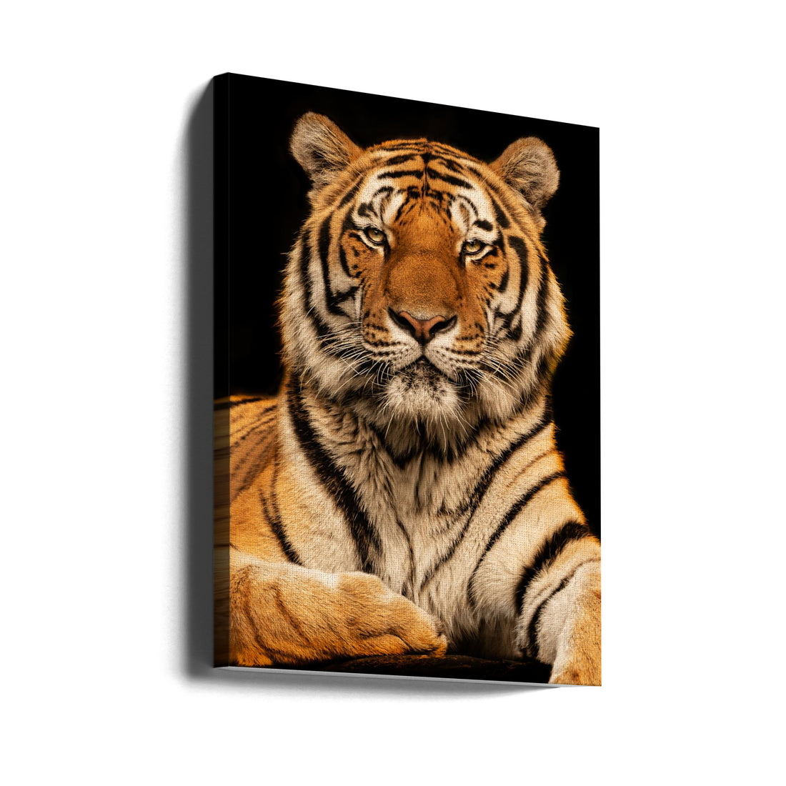 Tiger Portrait Dark by Jörg Zimmermann | Feline Face Black, Large Canvas Wall Art Print | Artsy Earth