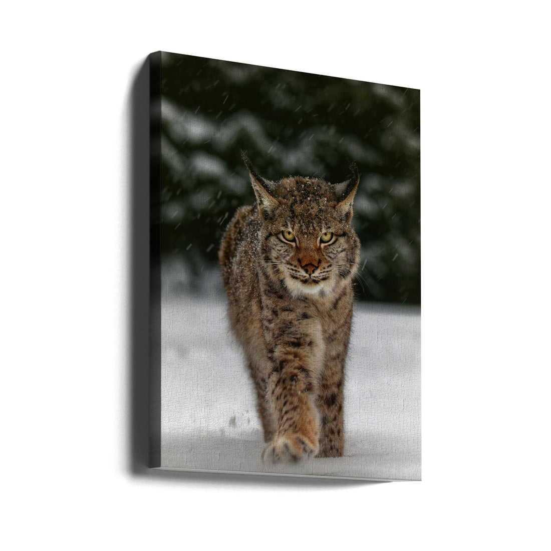 Meet the Lynx by Michaela Firešová | Winter Feline Animal, Large Canvas Wall Art Print | Artsy Earth