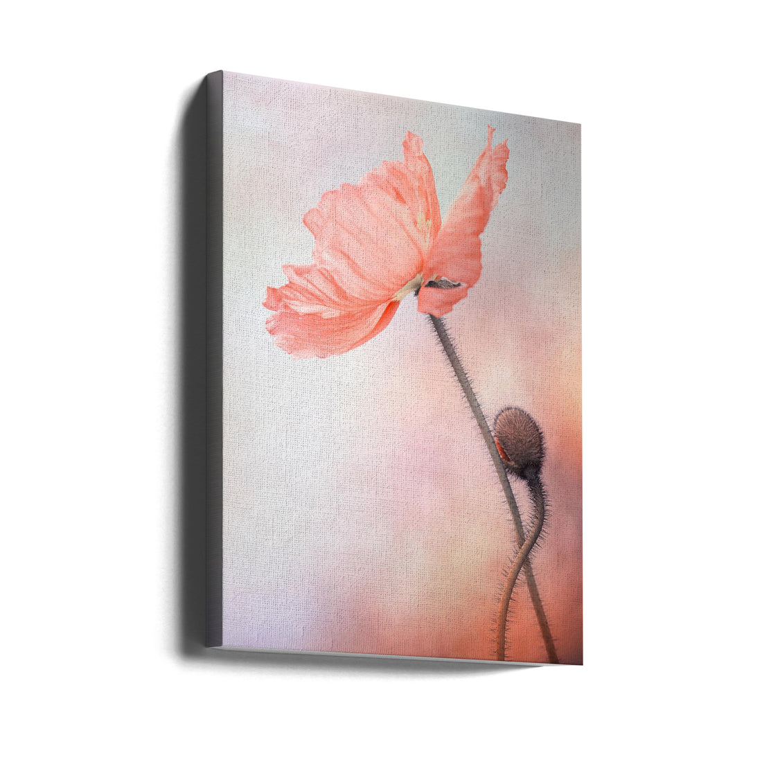 Tender Poppy Bloom by Lenka | Pink Floral Macro, Large Canvas Wall Art Print | Artsy Earth