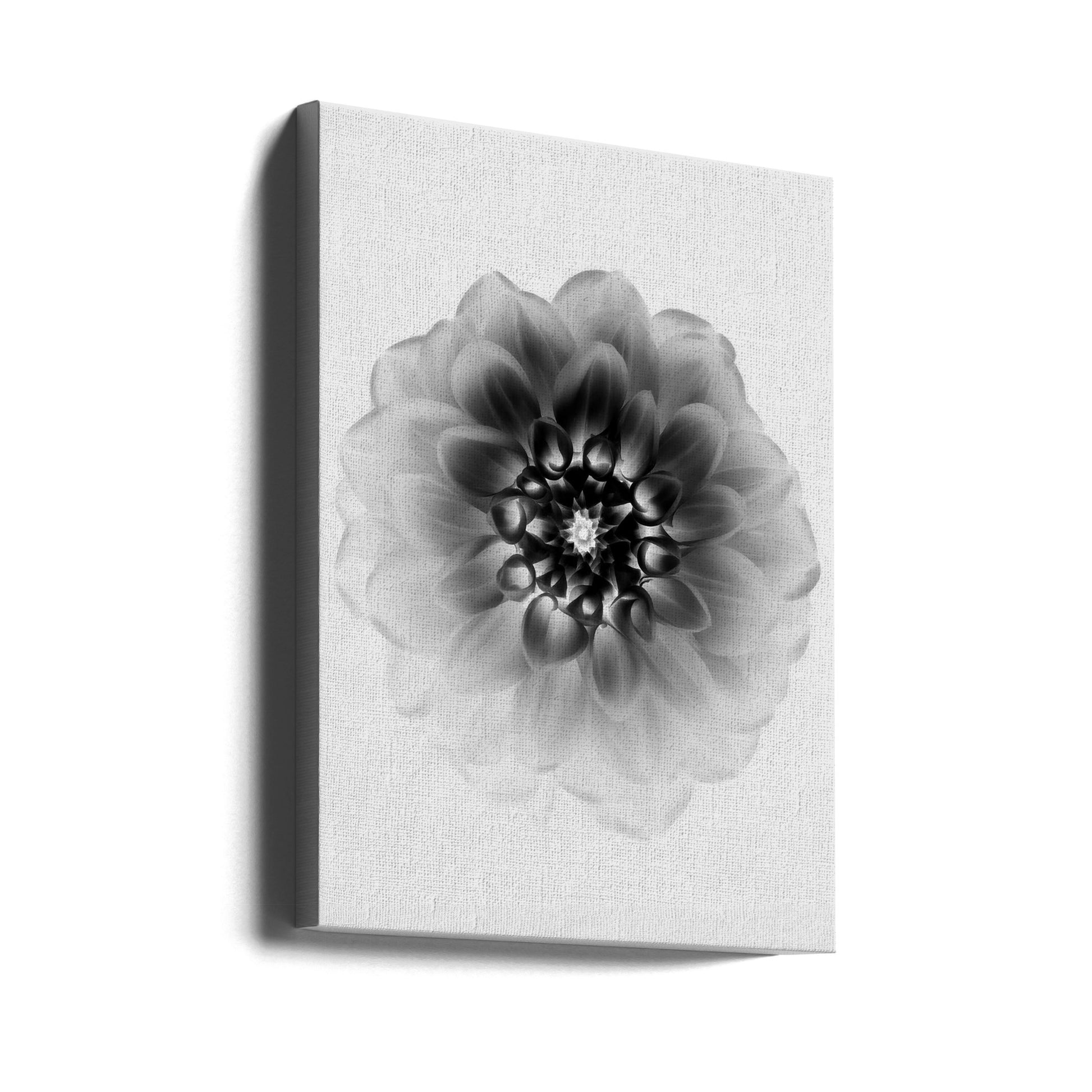 X-Ray Floral Art by Alex Zhao | Black And White Botanical, Large Canvas Wall Art Print | Artsy Earth