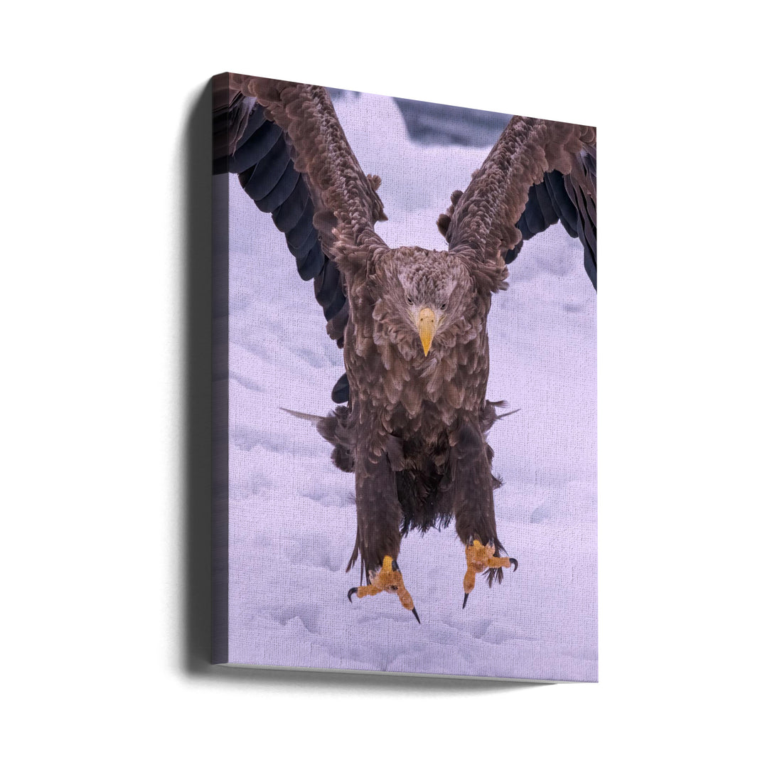 Winter Eagle by Q Liu | Sea Eagle Nature, Large Canvas Wall Art Print | Artsy Earth