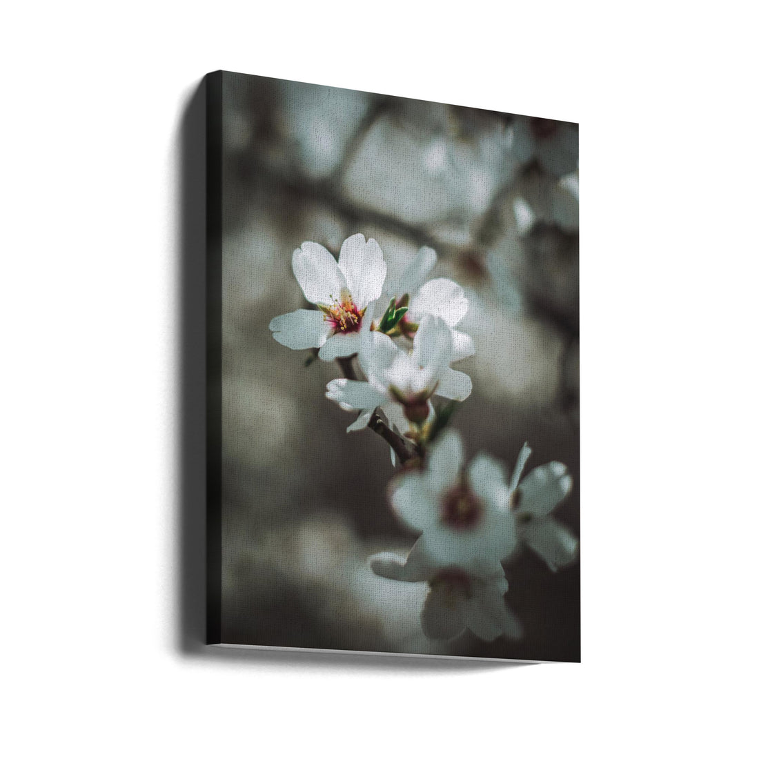 Almond Blossoms by Tim Mossholder | Spring Floral Bloom, Large Canvas Wall Art Print | Artsy Earth