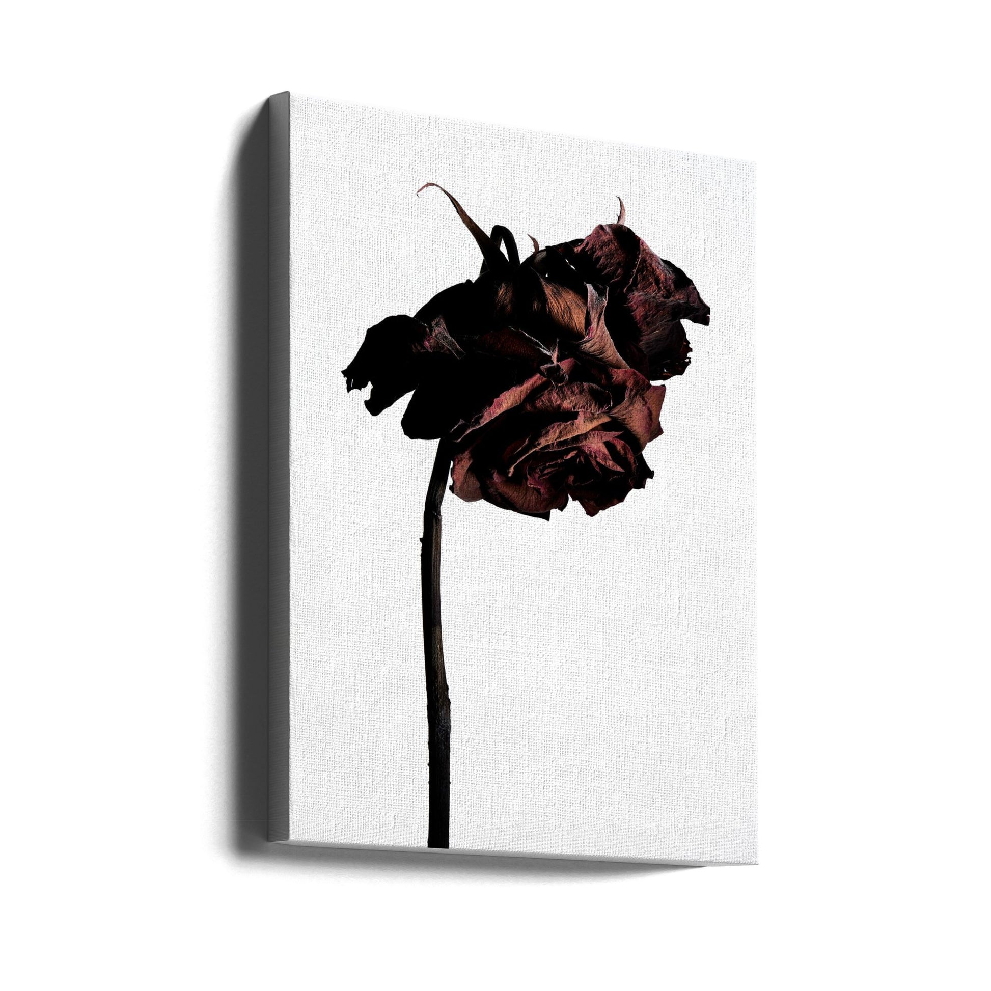 dried flower by Shiro Miyake | Withered Botanical Still Life, Large Canvas Wall Art Print | Artsy Earth