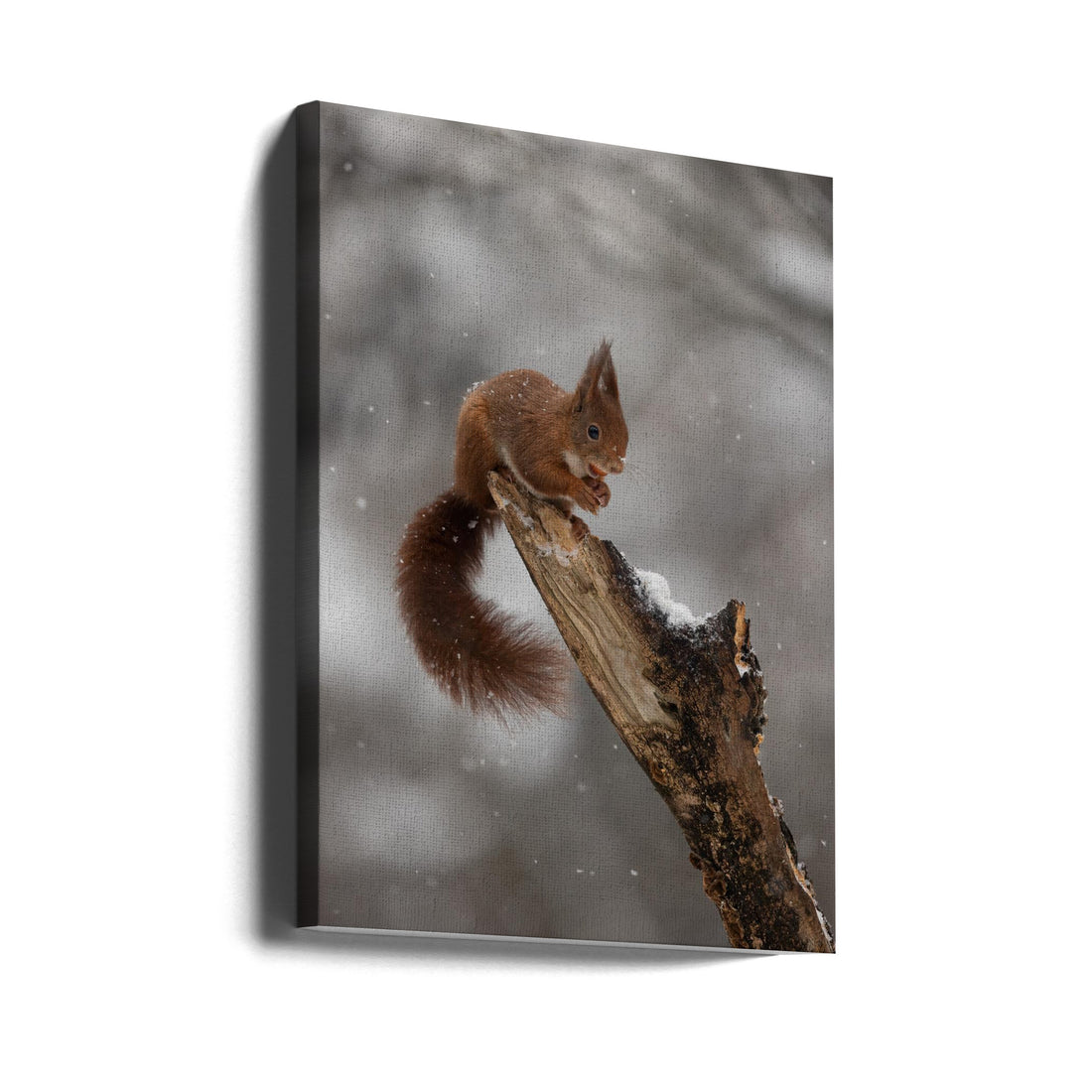 Red Squirrel Winter by Marco Barisone | Cute Animal Wildlife, Large Canvas Wall Art Print | Artsy Earth