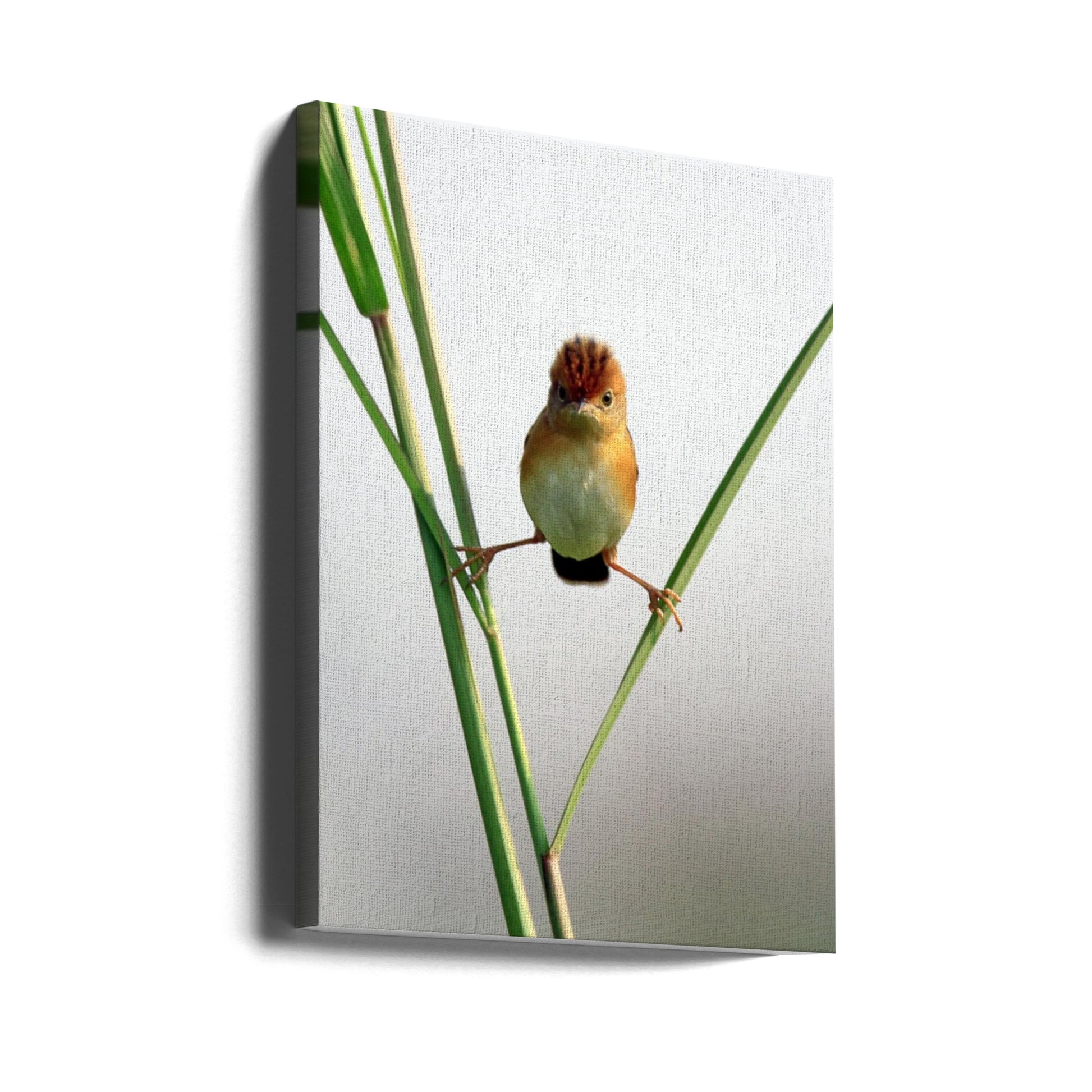 Kung Fu Master by Lina Gunawan | Angry Bird Pose, Large Canvas Wall Art Print | Artsy Earth