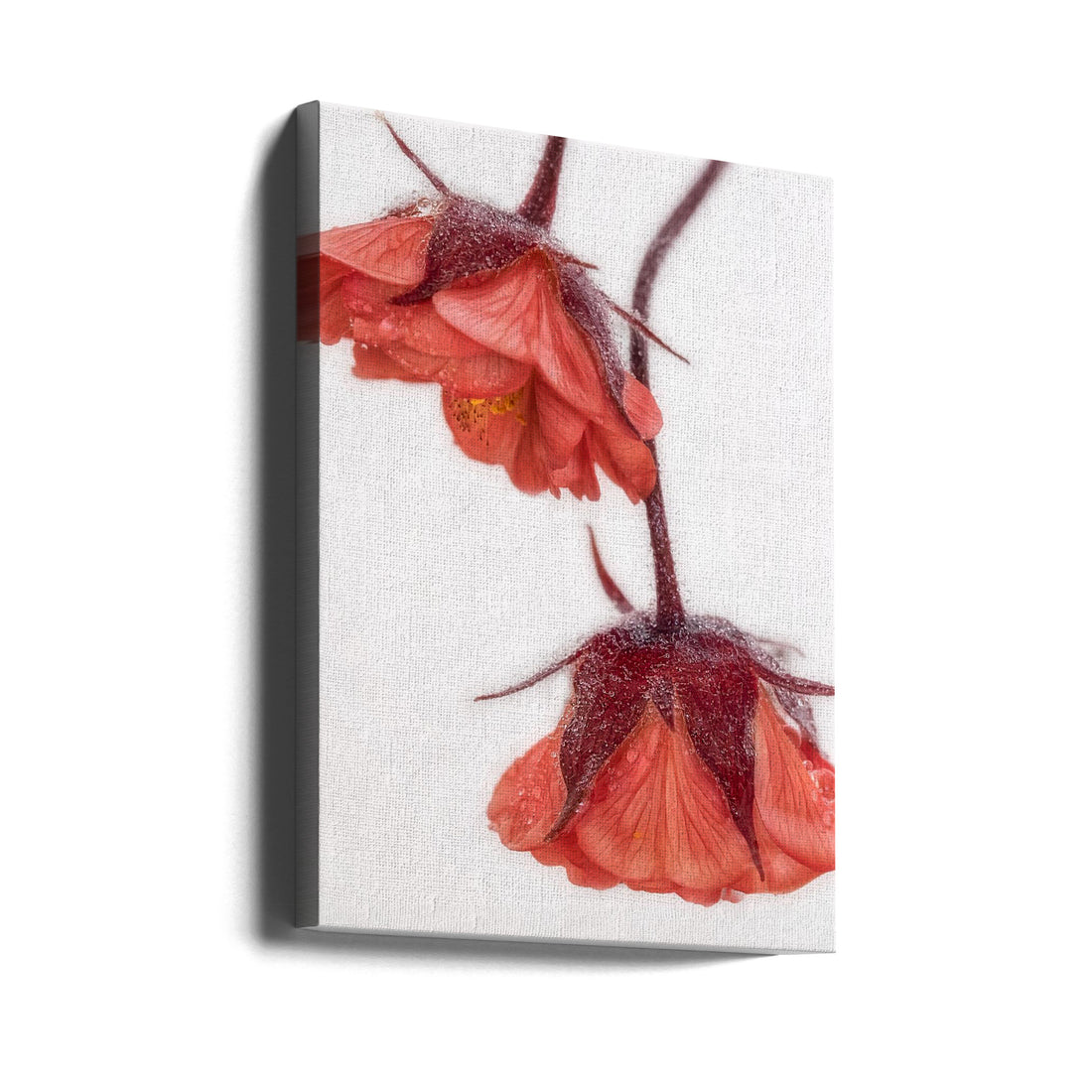 Red and Wet by Marie-anne Stas | Floral Water Droplets, Large Canvas Wall Art Print | Artsy Earth