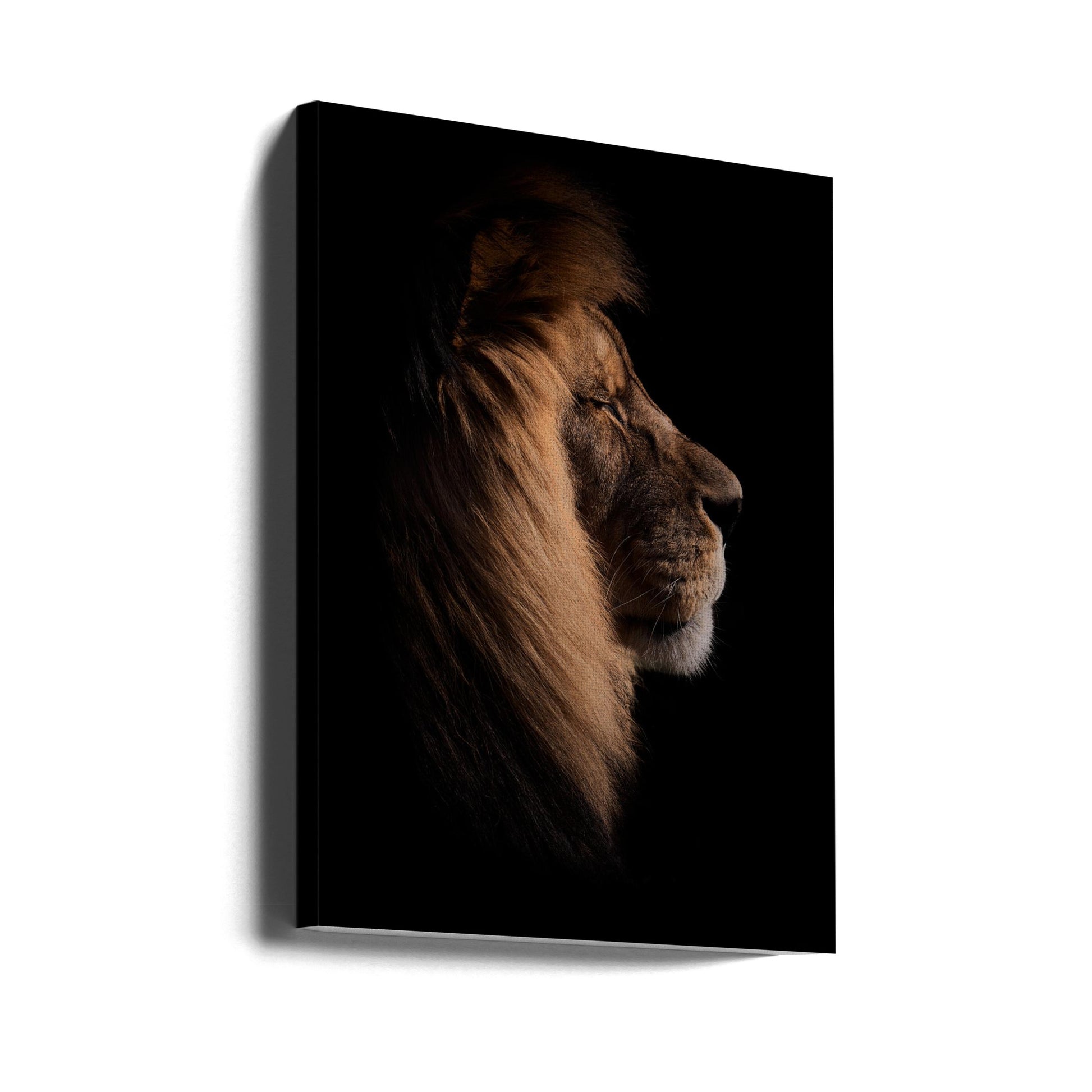 Sleeping King by Peter Schade | Lion Portrait Dark, Large Canvas Wall Art Print | Artsy Earth