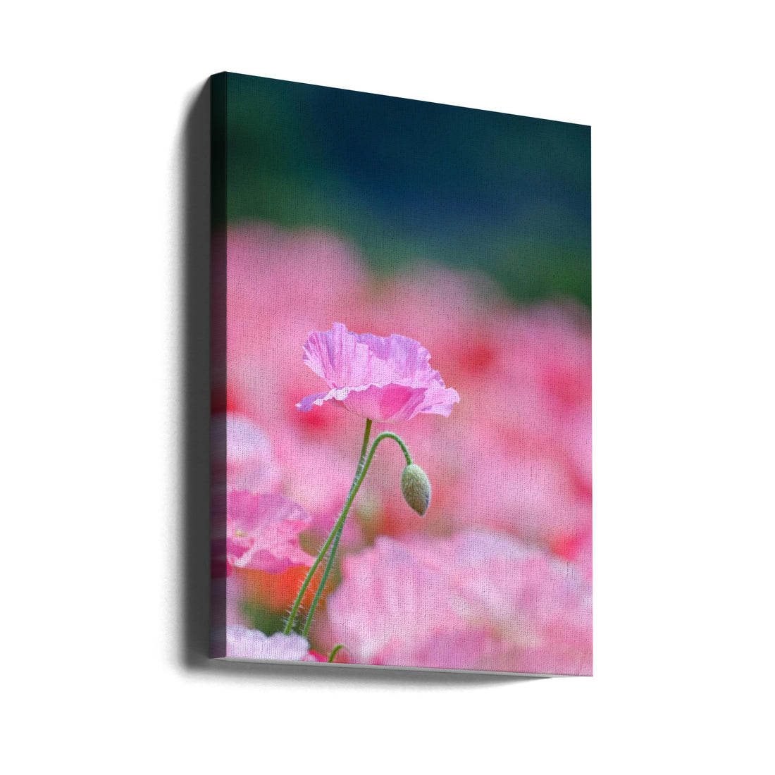 Pink Anemone Macro by Chisho Nakada | Floral Botanical Flora, Large Canvas Wall Art Print | Artsy Earth