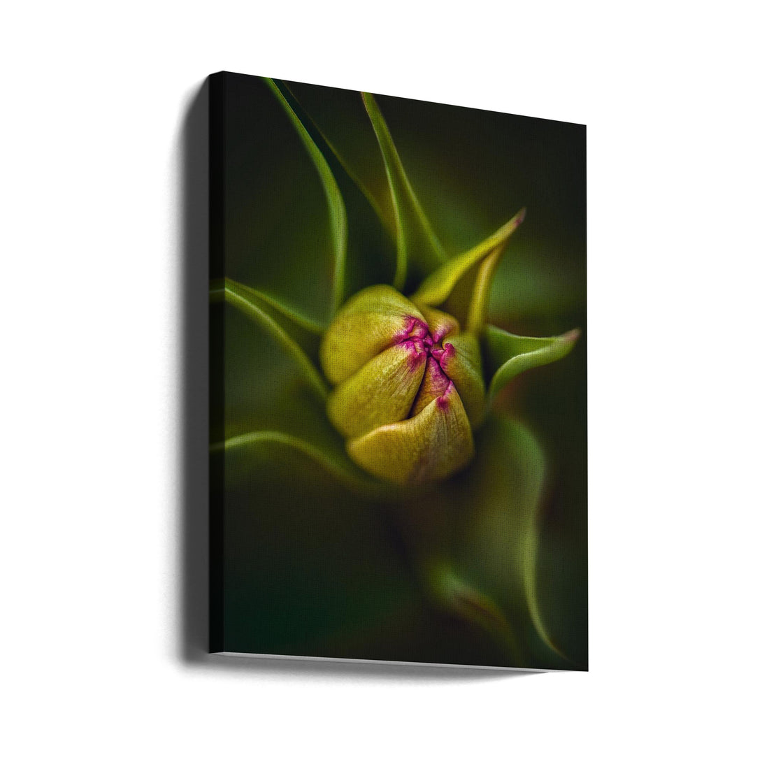 Tulip Floral Macro by Kristina Zvinakeviciute | Botanical Close-up Flora, Large Canvas Wall Art Print | Artsy Earth