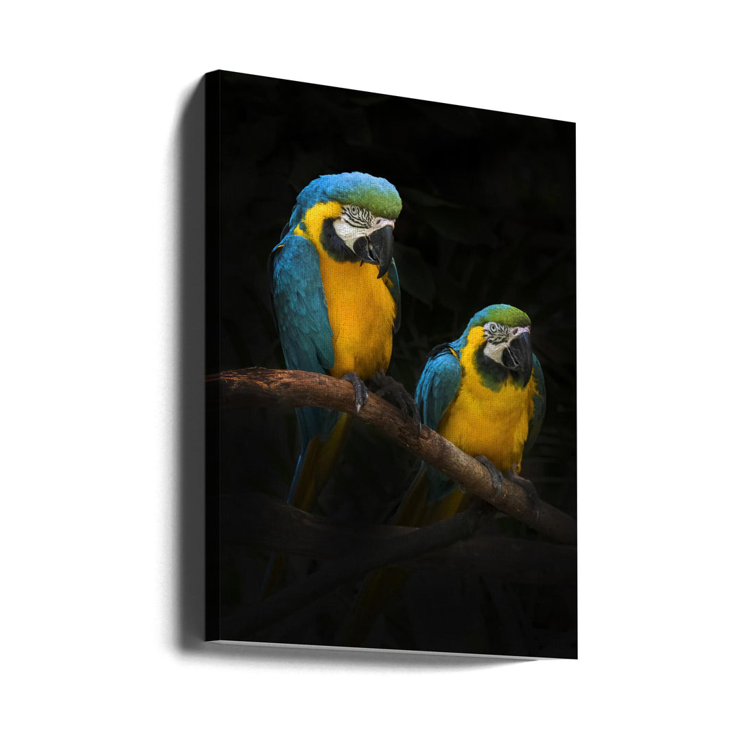 Macaw Parrots by Antonyus Bunjamin (abe) | Colorful Birds Branch, Large Canvas Wall Art Print | Artsy Earth