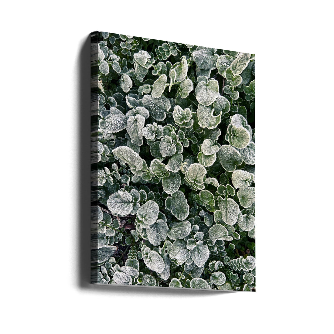 Frosted Leaves by Stephan Morais | Winter Plant Texture, Large Canvas Wall Art Print | Artsy Earth